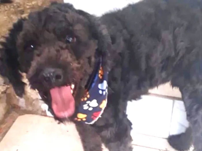 Cachorro ra a Mix Poodle  idade 2 anos nome Dogão 