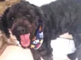 Dogão