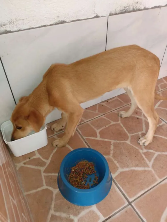 Cachorro ra a Vira lata idade 2 a 6 meses nome Nemo