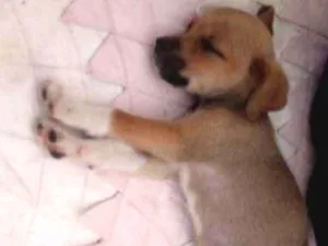 Cachorro raça  idade 2 a 6 meses nome Não tem nome