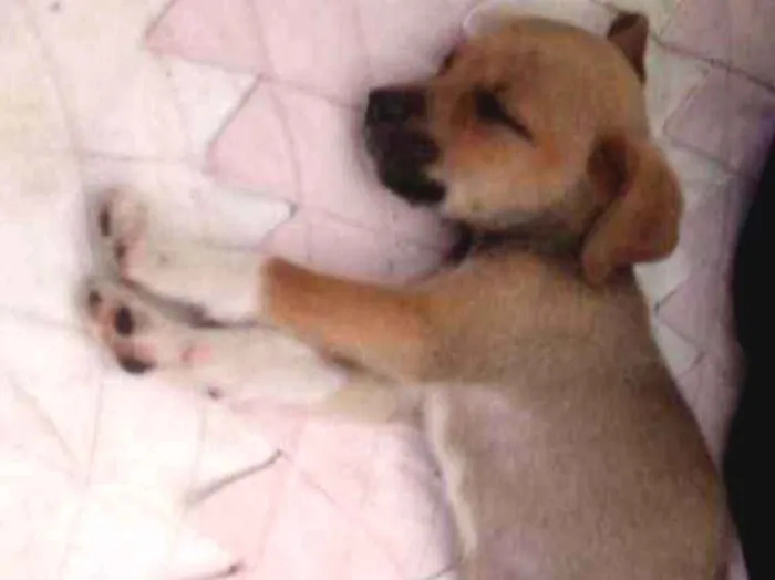 Cachorro ra a  idade 2 a 6 meses nome Não tem nome
