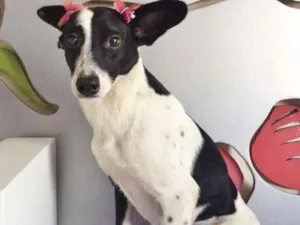 Cachorro raça SRD idade 1 ano nome MALHADA
