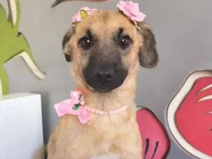 Cachorro raça SRD idade 2 a 6 meses nome ROSINHA