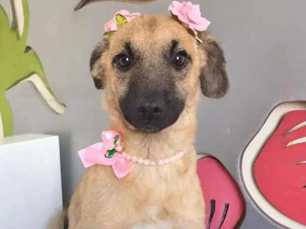 Cachorro ra a SRD idade 2 a 6 meses nome ROSINHA