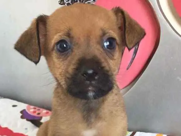 Cachorro ra a SRD idade  nome ONCINHA
