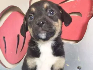Cachorro raça SRD idade 2 a 6 meses nome MEIGUINHO