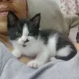 Nino