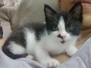 Gato raça SRD idade 2 a 6 meses nome Nino