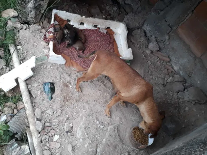 Cachorro ra a Srd idade 2 anos nome Não sei