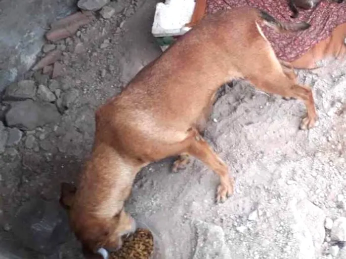 Cachorro ra a Srd idade 2 anos nome Não sei