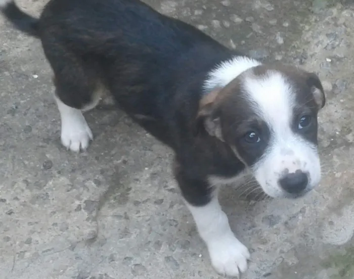 Cachorro ra a Misturado idade 2 a 6 meses nome Varios