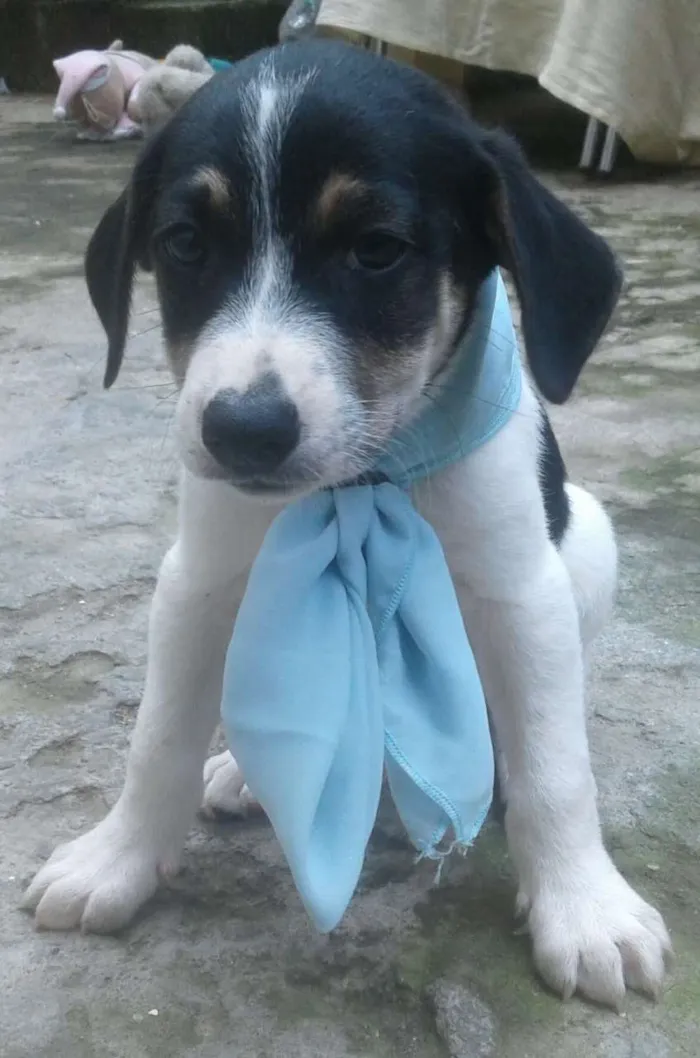 Cachorro ra a Misturado idade 2 a 6 meses nome Varios