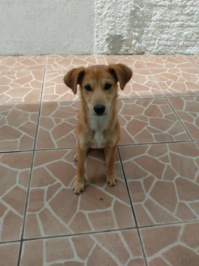 Cachorro ra a Vira lata idade 2 a 6 meses nome Nemo