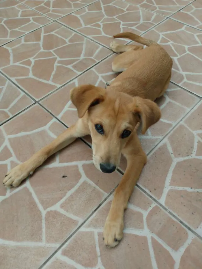 Cachorro ra a Vira lata idade 2 a 6 meses nome Nemo