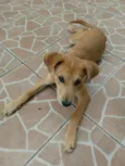 Nemo