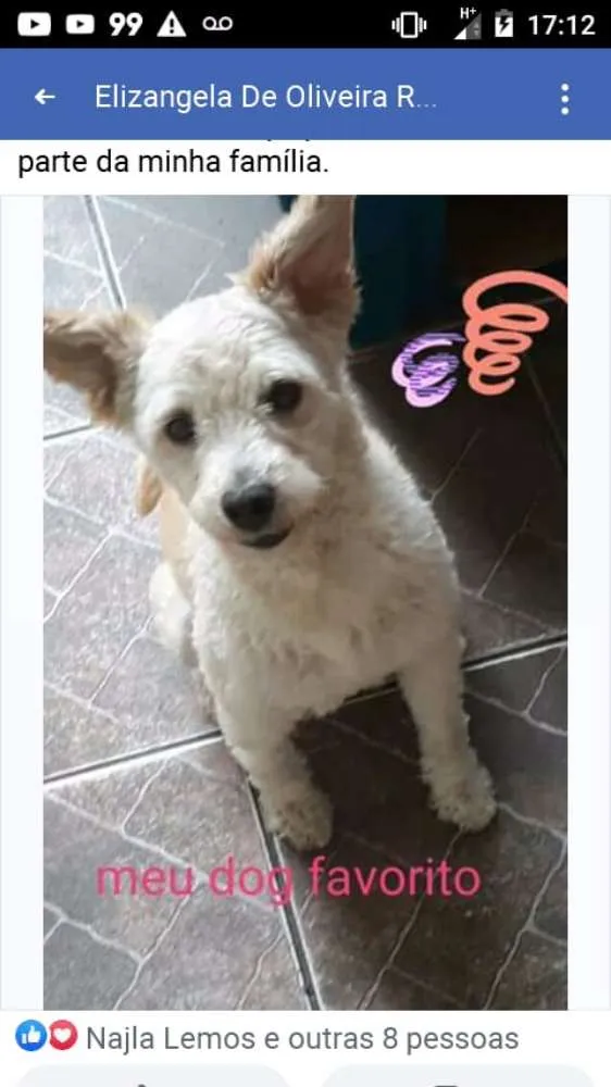 Cachorro ra a Puldo idade 4 anos nome Paçoca