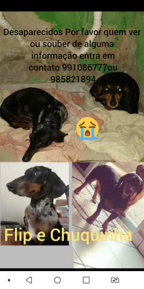 Cachorro ra a Donshund idade 5 anos nome Chuquinha