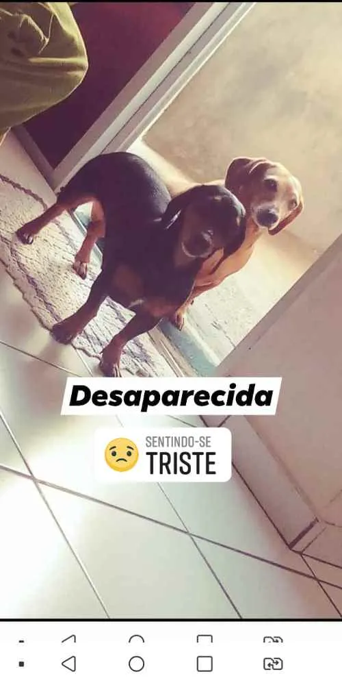 Cachorro ra a Donshund idade 5 anos nome Chuquinha