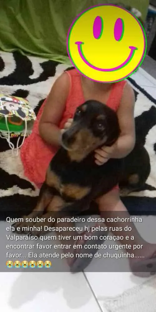 Cachorro ra a Donshund idade 5 anos nome Chuquinha