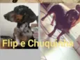 Chuquinha