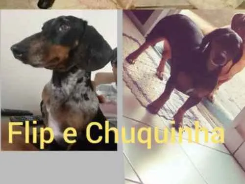 Cachorro ra a Donshund idade 5 anos nome Chuquinha