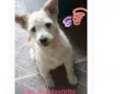 Paçoca