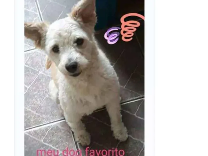 Cachorro ra a Puldo idade 4 anos nome Paçoca