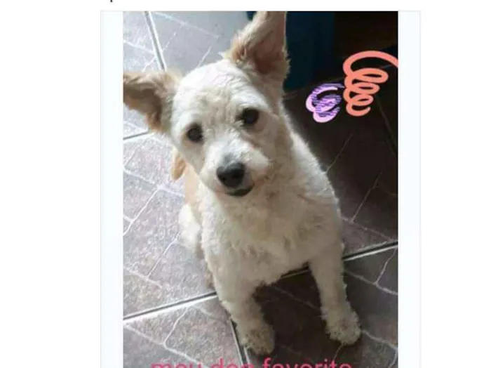 Cachorro ra a Puldo idade 4 anos nome Paçoca