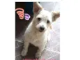 Paçoca