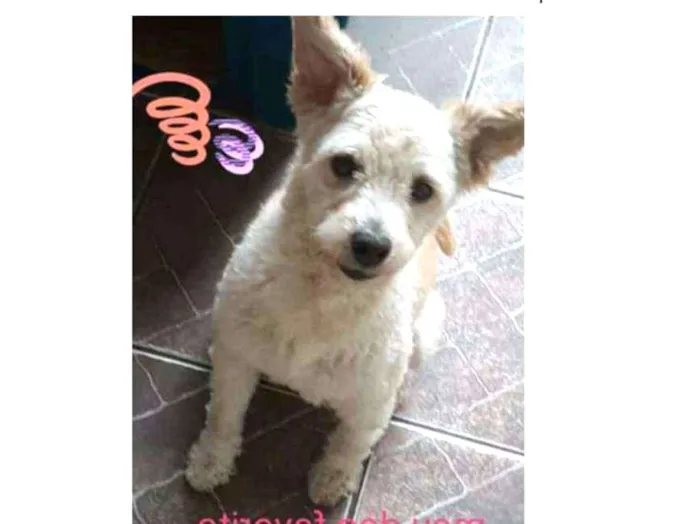 Cachorro ra a Puldo idade 4 anos nome Paçoca