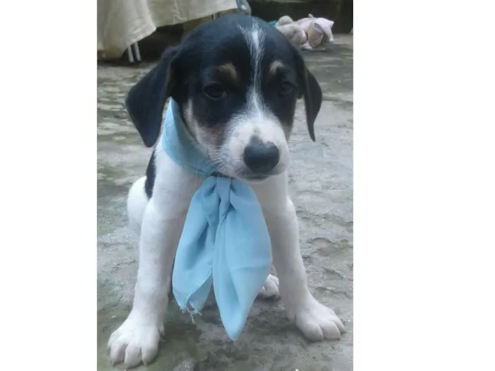 Cachorro ra a Misturado idade 2 a 6 meses nome Varios