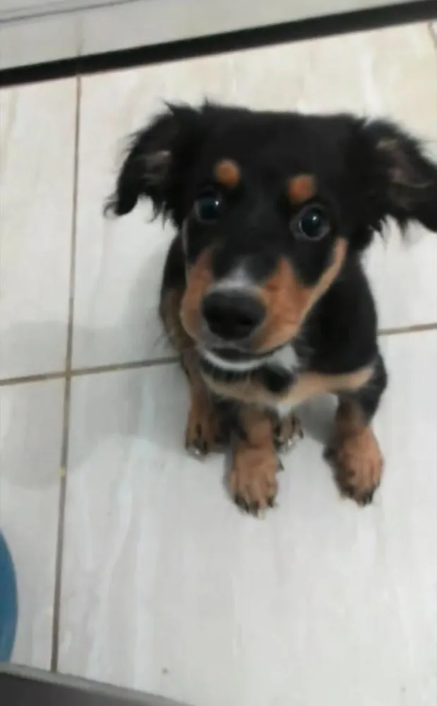 Cachorro raça Salsicha com rottwale idade 1 ano nome Luna
