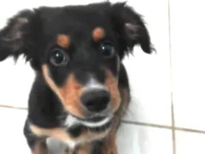 Cachorro raça Salsicha com rottwale idade 1 ano nome Luna