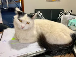 Gato raça angora idade  nome Tica