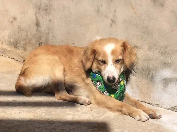 Cachorro ra a Vira lata idade 6 ou mais anos nome Tobby 