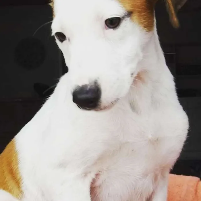 Cachorro raça SRD idade 2 a 6 meses nome Eros
