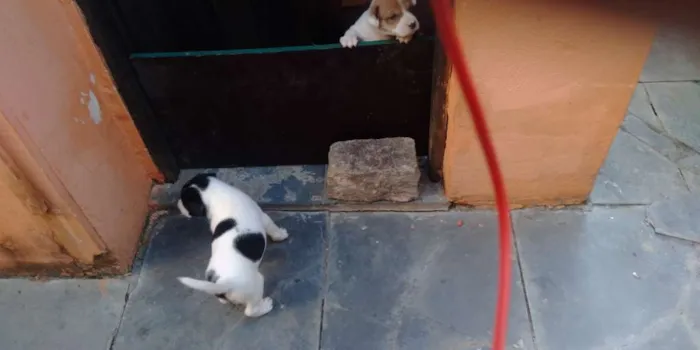 Cachorro raça Vira lata idade Abaixo de 2 meses nome Bob