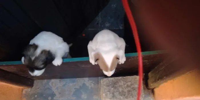 Cachorro raça Vira lata idade Abaixo de 2 meses nome Bob