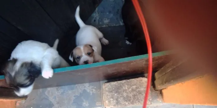 Cachorro raça Vira lata idade Abaixo de 2 meses nome Bob