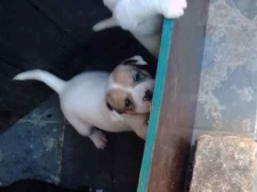 Cachorro raça Vira lata idade Abaixo de 2 meses nome Bob