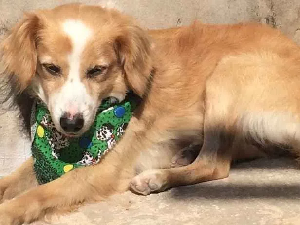 Cachorro ra a Vira lata idade 6 ou mais anos nome Tobby 