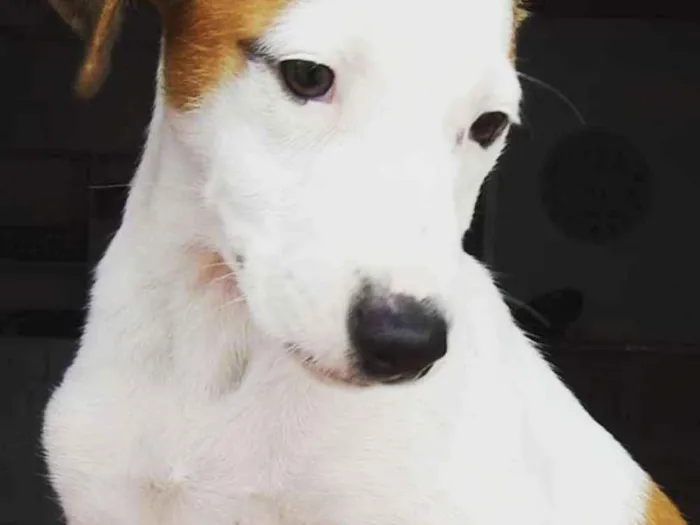 Cachorro raça SRD idade 2 a 6 meses nome Eros