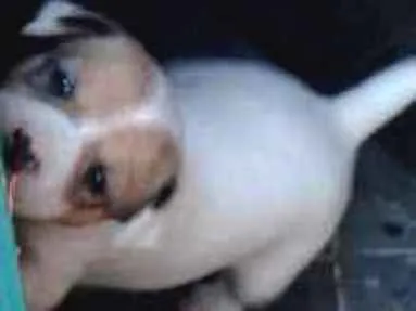 Cachorro raça Vira lata idade Abaixo de 2 meses nome Bob