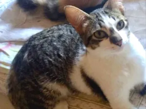 Gato raça Malhada  idade 7 a 11 meses nome Paris lindíssima 