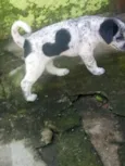 Pirata