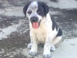 Cachorro raça Não definida idade Abaixo de 2 meses nome Pirata