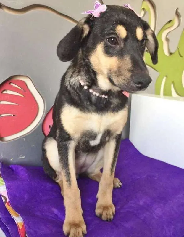 Cachorro ra a SRD idade 2 a 6 meses nome DOCINHO