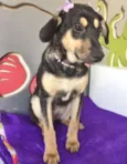 DOCINHO