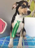 VERDINHO