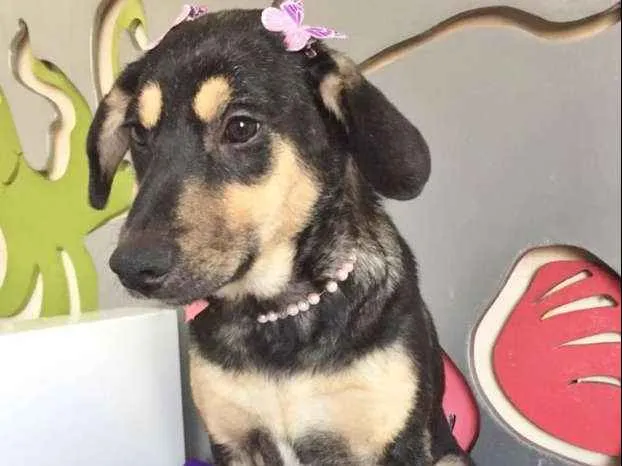 Cachorro ra a SRD idade 2 a 6 meses nome DOCINHO